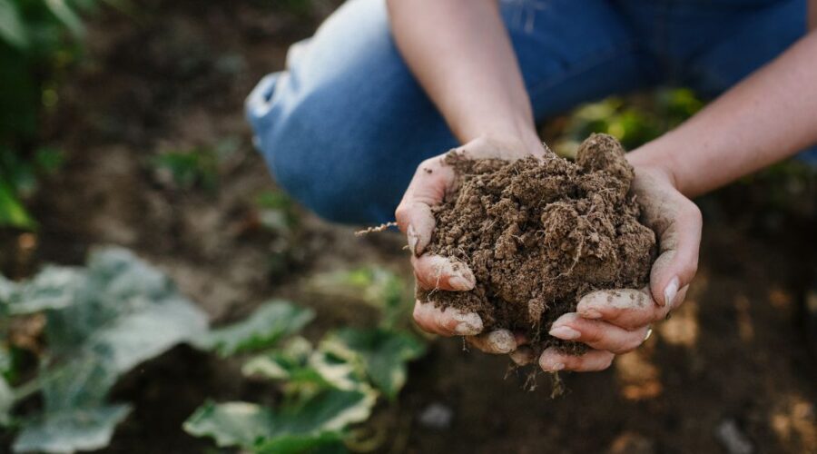 Entenda os benefícios da holding rural