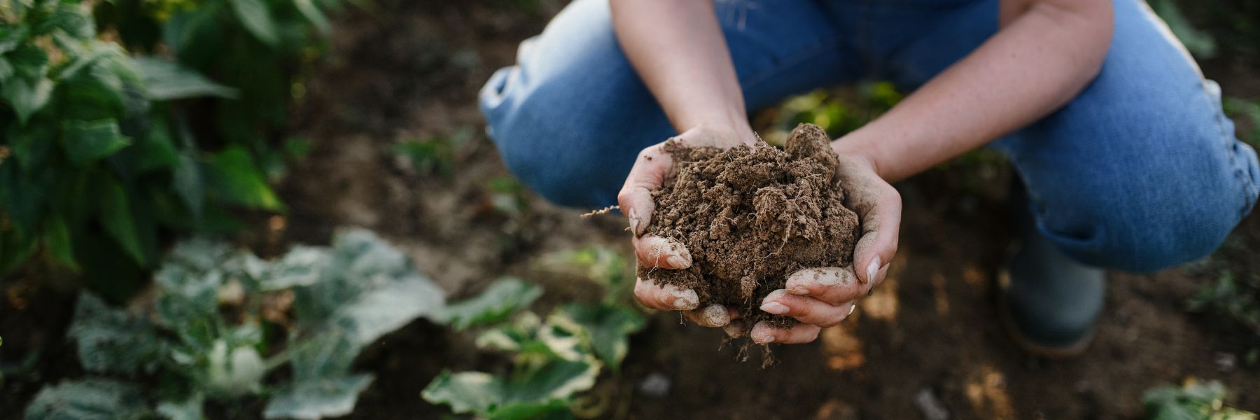 Entenda os benefícios da holding rural