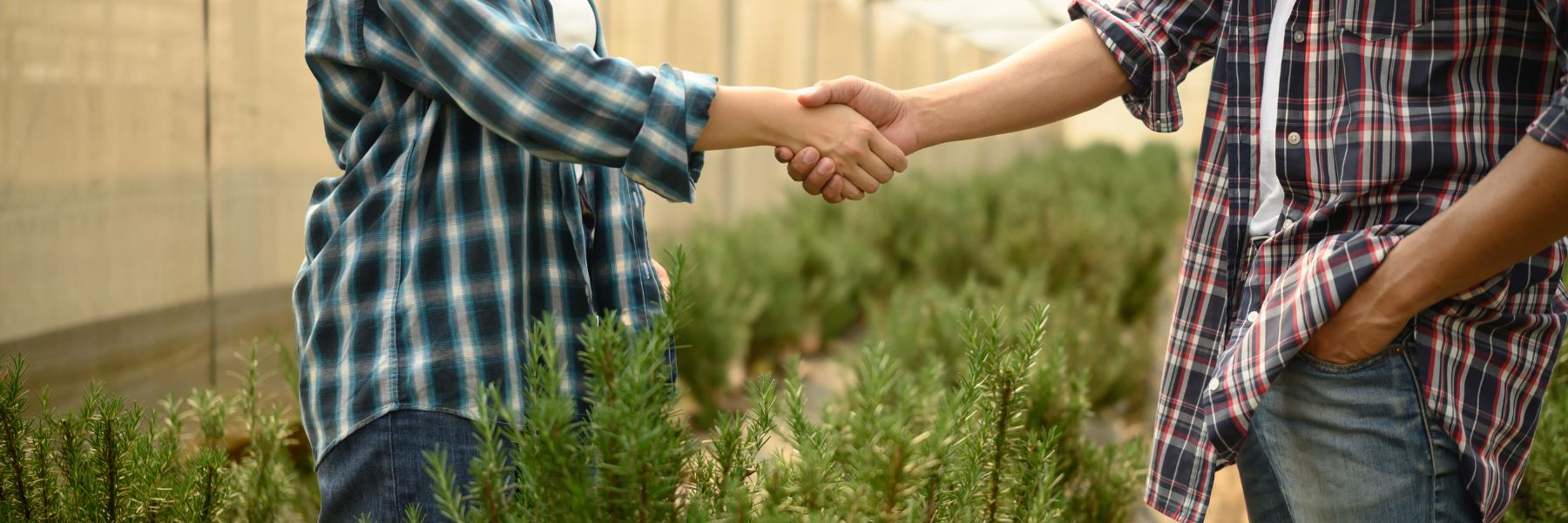 Cooperativismo no agronegócio: oportunidades e desafios com a reforma tributária